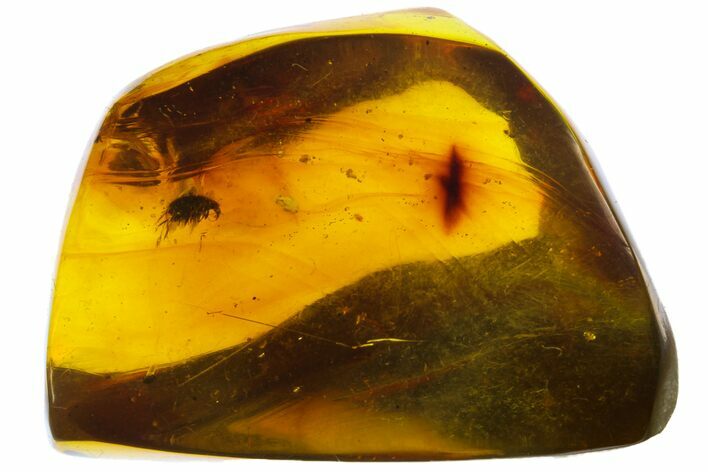Polished Chiapas Amber With Insect Inclusion ( g) - Mexico #104298